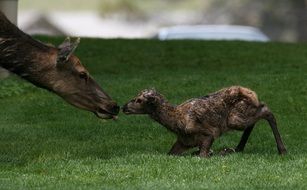 newborn calf