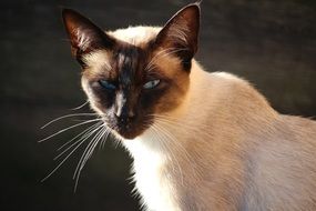 siamese cat