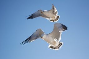 seagulls soar in the sky