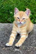 striped ginger kitten on asphalt