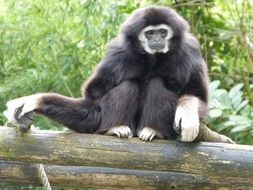 cute lovely Gibbon Monkeys