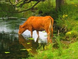 brown cow drinking water in the lake