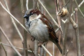 brown sparrow on a dry bush