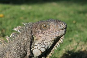 iguana with spikes in margarita island