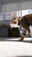 Closeup picture of Cat is walking