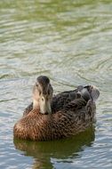 duck swims on the lake in the park