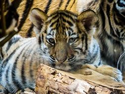 Tiger cub in zoo, germany, nuremberg