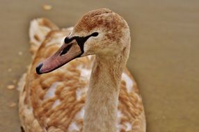 Swan with brown feathers on the lake