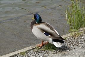 charming Duck Lake