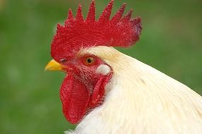 white rooster with a large red comb