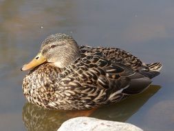 Bird in a water