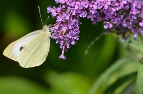 yellow butterfly feeding on purple summer lilac