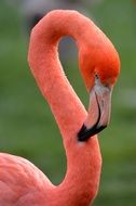 long-necked pink flamingo