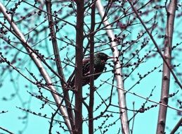 wild bird on the tree in spring