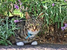 domestic cat with blue collar