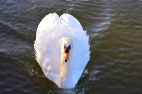 white swan is swimming on the lake
