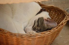 the kitten sleeps in a wicker basket