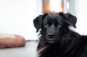 black as pitch dog