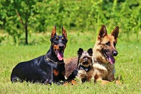 German Shepherd in Grass