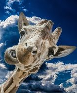 Funny Giraffe head at Clouds