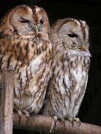 two fluffy predatory owls