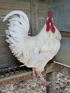 white rooster in the henhouse