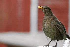 blackbird on brown wall background