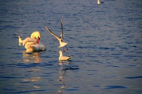 seagulls and a white swan in the middle of the lake