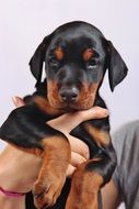 portrait of a cute doberman puppy