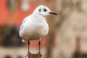 seagull like a wild bird