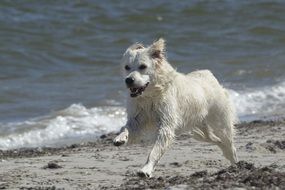 white dog running around on the sand near the sea