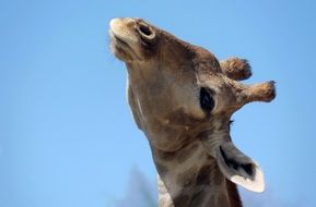 young giraffe with elongated neck close-up on blurred background
