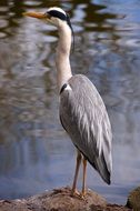 Heron Bird Grey Heron Bill