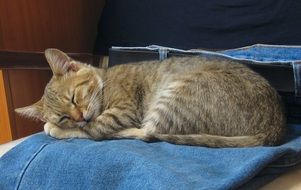 home kitten is sleeping on jeans