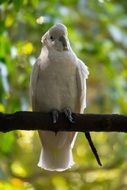 striking Tropical Bird