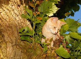 brown cat climbing trees