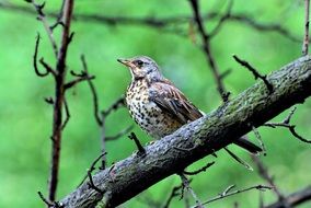 Grey Bird on tree branch