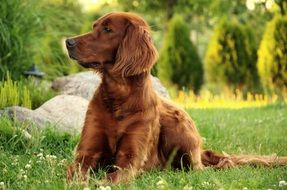 irish setter lies on a green lawn
