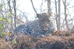 leopard in natural environment close up