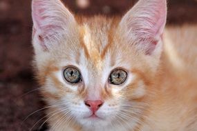 red kitten with green eyes