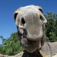 huge nose of a donkey close-up