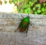 figeater beetle close-up on blurred background