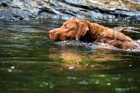 perfect beautiful Retriever dog in the water