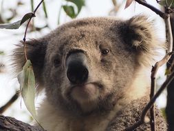 koala sits on a tree branch