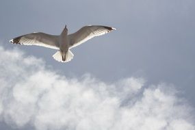 free seagull soaring in the sky