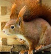 curious red furry squirrel