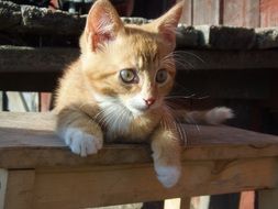 little ginger kitten in the sun