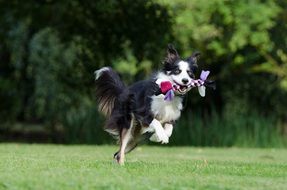 british shepherd dog runs through the meadow