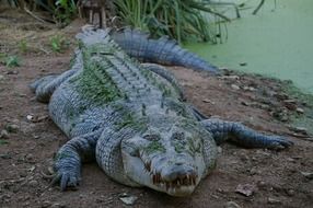 Animal Crocodile