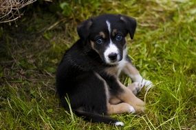 sweet puppy in the garden